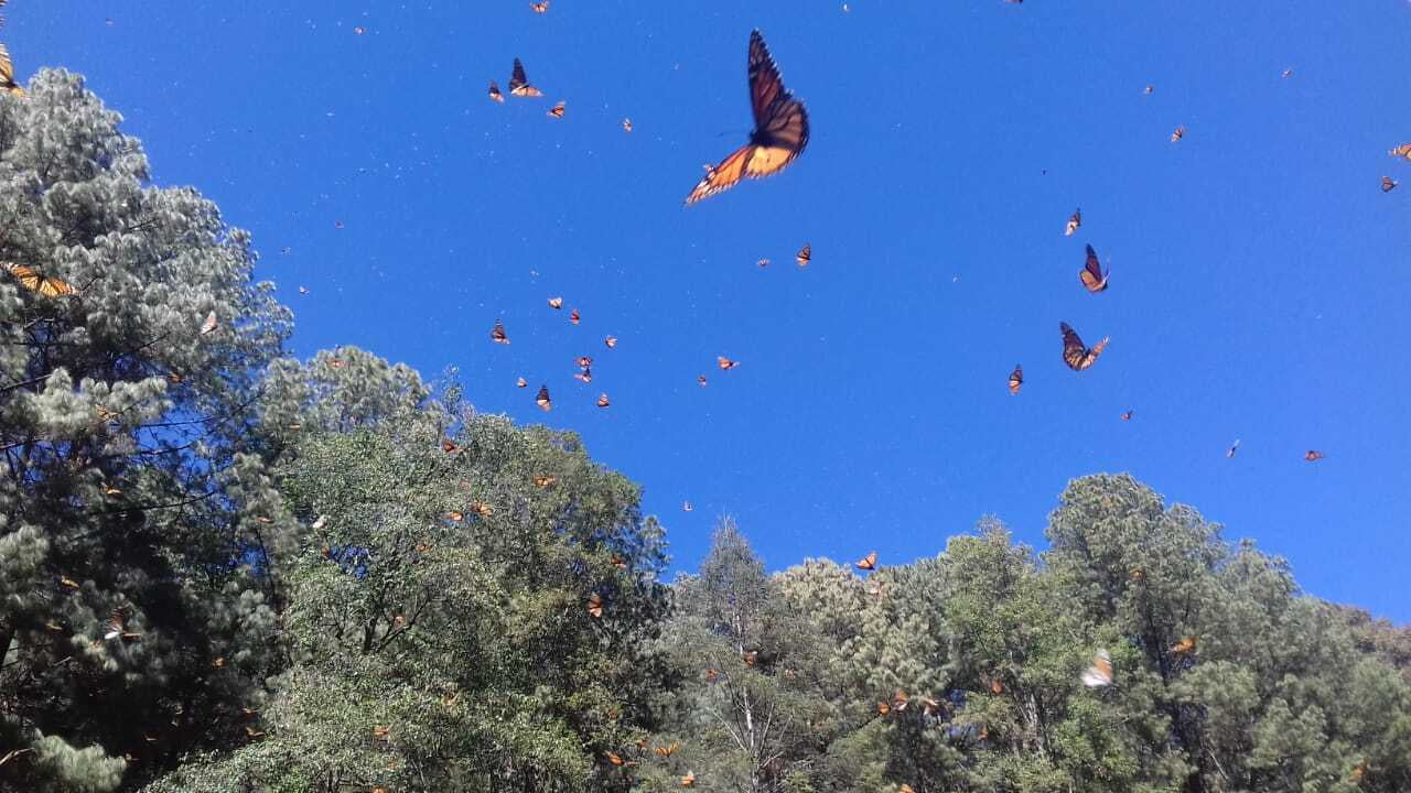 Donato Guerra, protector de la mariposa Monarca